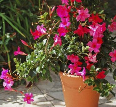 Dipladenia plant