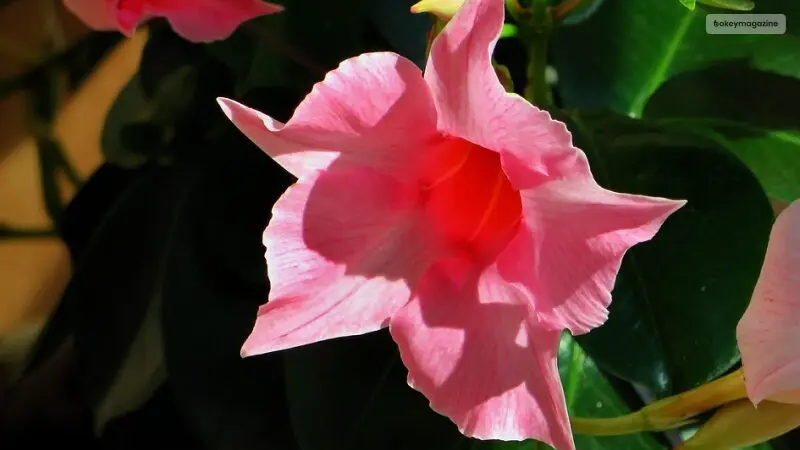 The Indoor Guide for Growing a Dipladenia Plant