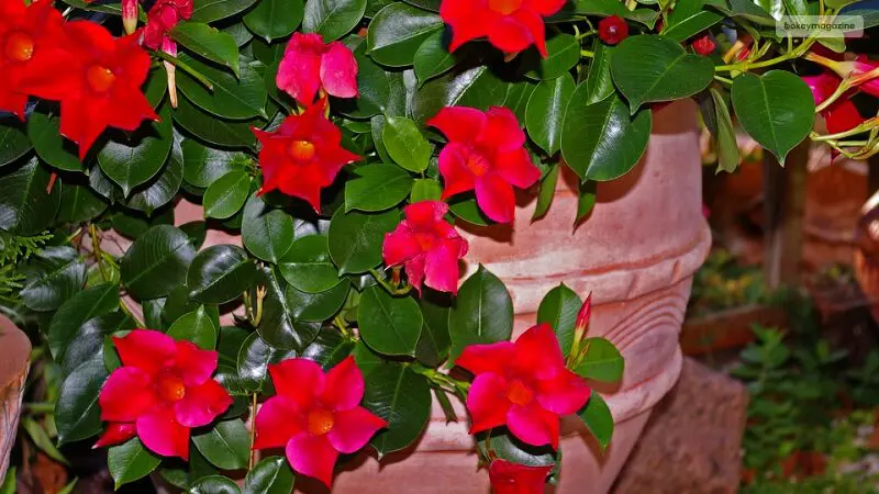 The Outdoor Guide for Growing a Dipladenia Plant