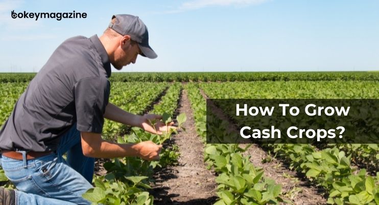 How To Grow Cash Crops?