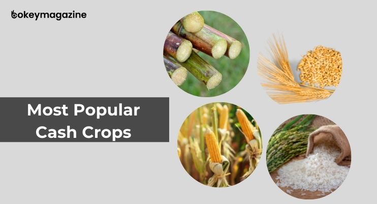 Most Popular Cash Crops