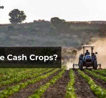 What Are Cash Crops?