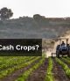 What Are Cash Crops?