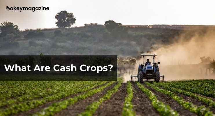 What Are Cash Crops?