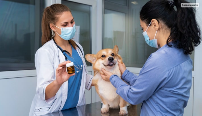 Dogs Might Face Digestive Problems