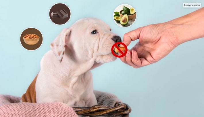 Human Foods To Dogs What They Can’t Eat