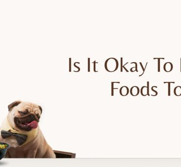 Human foods to dogs