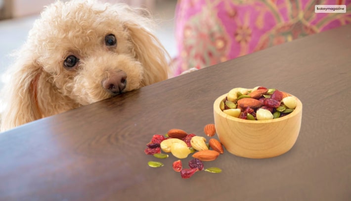 Table Foods Are Toxic For Dogs