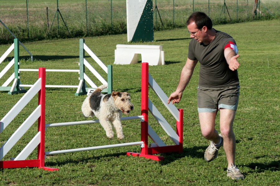Prepare For Your Dog's Training Sessions