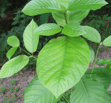 Benefits And Side Effects Of Green Maeng Da Kratom