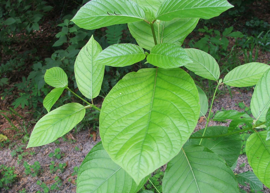 Benefits And Side Effects Of Green Maeng Da Kratom