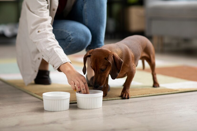 Choosing The Best Dog Food