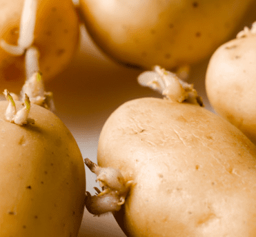 Is It Ok To Eat Potatoes That Have Sprouted?