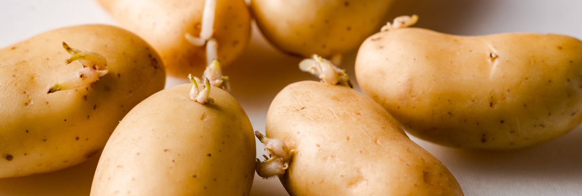 Is It Ok To Eat Potatoes That Have Sprouted?