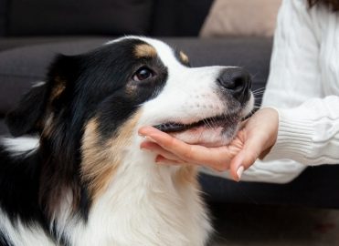 Is It Ok to Give Dogs Benadryl