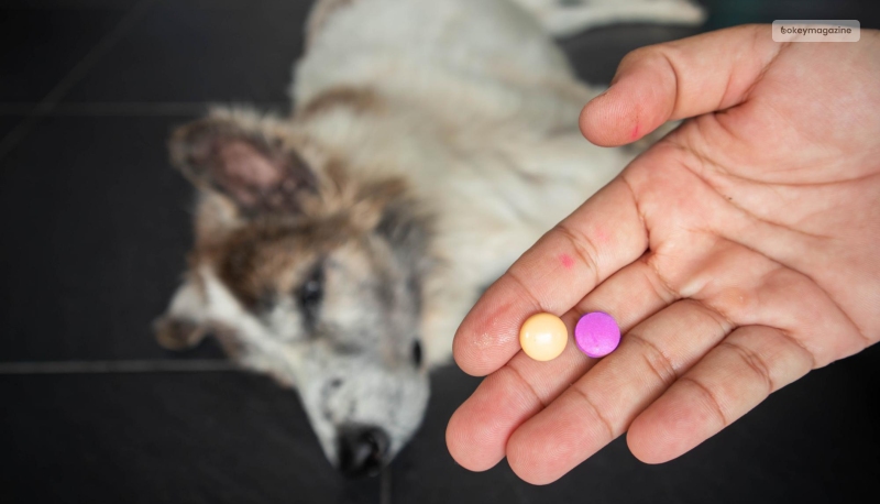 Side Effects of Benadryl in Dogs