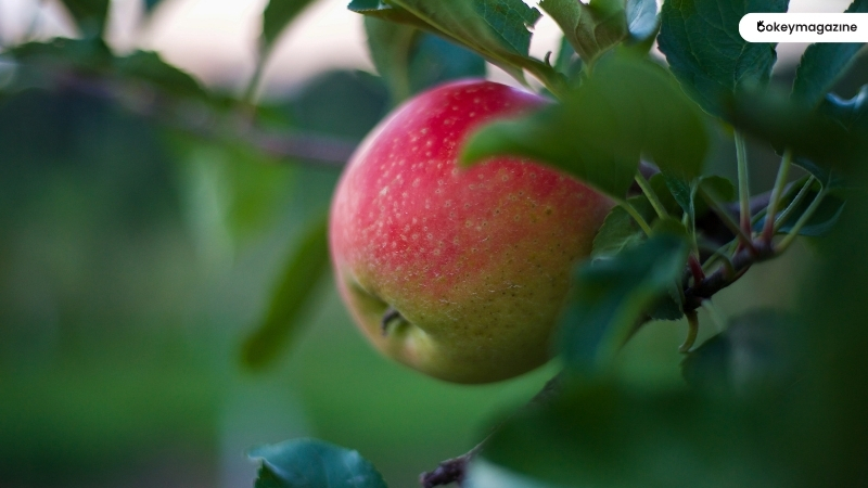 What are Honeycrisp Apples?